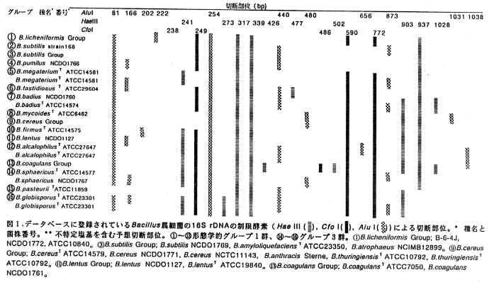 図1 データベースに登録されているBacillus属細菌の16S rDNAの制限酵素による切断部位。