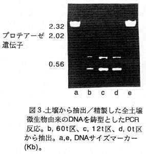 図3 土壌から抽出/精製した全土壌微生物由来のDNAを鋳型としたPCR反応。