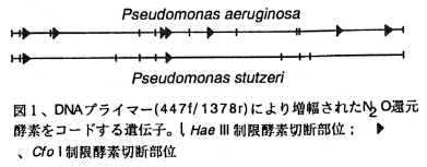 図1 DNAプライマー(447f/1378r)により増幅されたN2O還元酵素をコードする遺伝子。