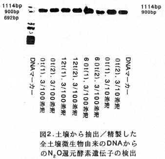 図2 土壌から抽出/精製した全土壌微生物由来のDNAからのN2O還元酵素遺伝子の検出