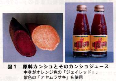 図1 原料カンショとそのカンショジュース