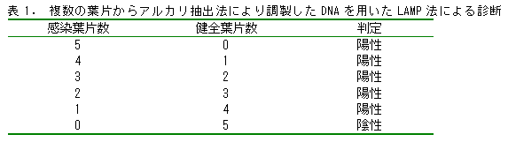 表1.複数の葉片からアルカリ抽出法により調製したDNAを用いたLAMP法による診断