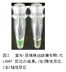 図2.蛍光・目視検出試薬を用いたLAMP反応の結果。