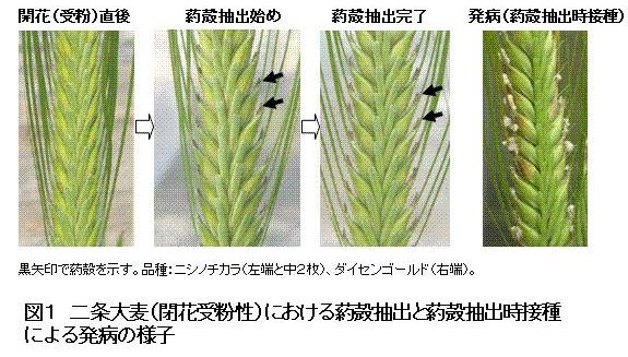 図1 二条大麦(開花受粉性)における葯殻抽出と葯殻抽出時接種による発病の様子