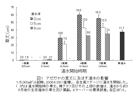 図1 アゼガヤの草丈に及ぼす湛水の影響