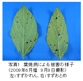 写真1 葉焼病による被害の様子