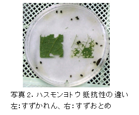 写真2.ハスモンヨトウ抵抗の違い