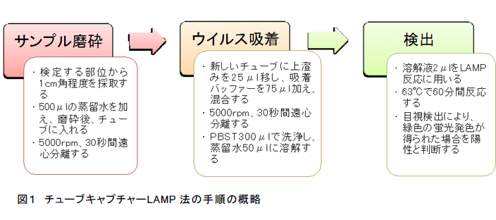 図1 チューブキャプチャーLAMP 法の手順の概略