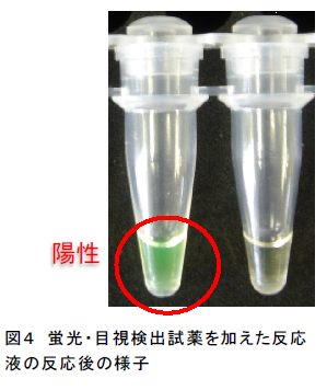 図4 蛍光・目視検出試薬を加えた反応 液の反応後の様子