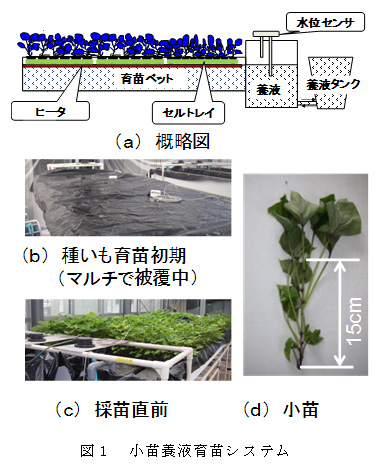 図1 小苗養液育苗システム