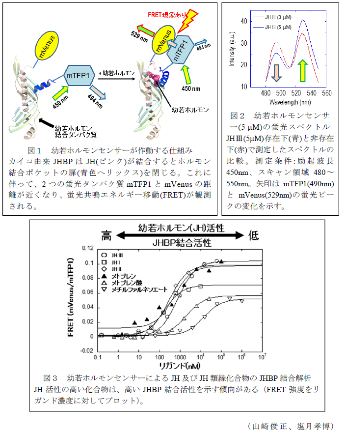 図1 幼若ホルモンセンサーが作動する仕組み?図2 幼若ホルモンセンサー(5μM)の蛍光スペクトルJH(5μM)存在下(青)と非存在 下(赤)で測定したスペクトルの比較?図3 幼若ホルモンセンサーによるJH及びJH類縁化合物のJHBP結合解析