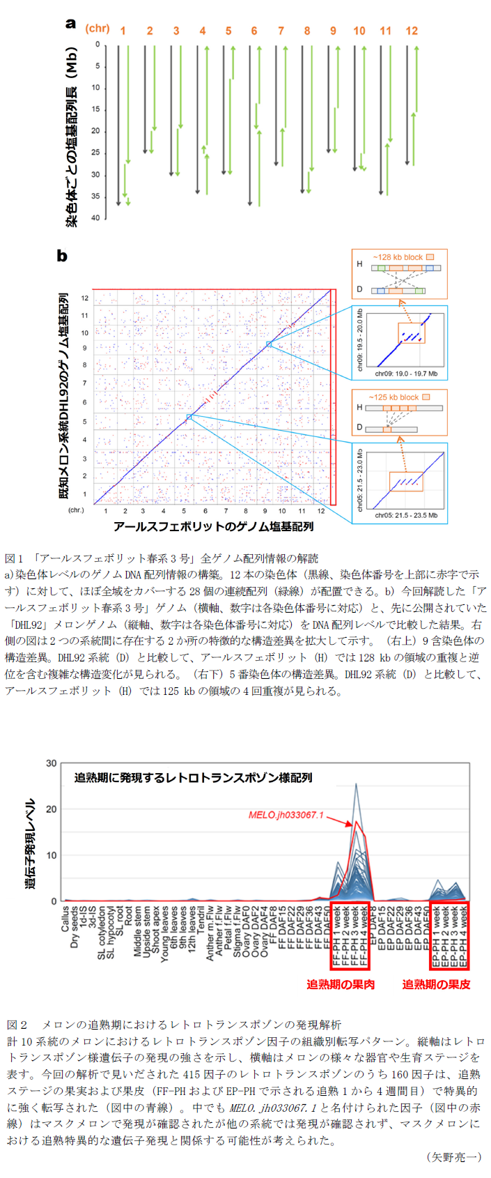 図1 「アールスフェボリット春系3号」全ゲノム配列情報の解読 a)染色体レベルのゲノムDNA配列情報の構築。12本の染色体(黒線、染色体番号を上部に赤字で示す)に対して、ほぼ全域をカバーする28個の連続配列(緑線)が配置できる。b) 今回解読した「アールスフェボリット春系3号」ゲノム(横軸、数字は各染色体番号に対応)と、先に公開されていた「DHL92」メロンゲノム(縦軸、数字は各染色体番号に対応)をDNA配列レベルで比較した結果。右側の図は2つの系統間に存在する2か所の特徴的な構造差異を拡大して示す。(右上)9含染色体の構造差異。DHL92系統(D)と比較して、アールスフェボリット(H)では128 kbの領域の重複と逆位を含む複雑な構造変化が見られる。(右下)5番染色体の構造差異。DHL92系統(D)と比較して、アールスフェボリット(H)では125 kbの領域の4回重複が見られる。,図2 メロンの追熟期におけるレトロトランスポゾンの発現解析