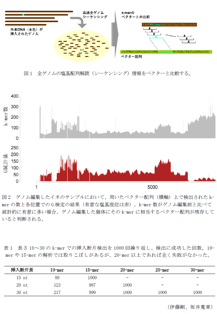 図1 全ゲノムの塩基配列解読(シーケンシング)情報をベクターと比較する。,図2 ゲノム編集したイネのサンプルにおいて、用いたベクター配列(横軸)上で検出されたk-merの数と各位置でのG検定の結果(有意な塩基座位は赤)。,表1 長さ10～30のk-merでの挿入断片検出を1000回繰り返し、検出に成功した回数。