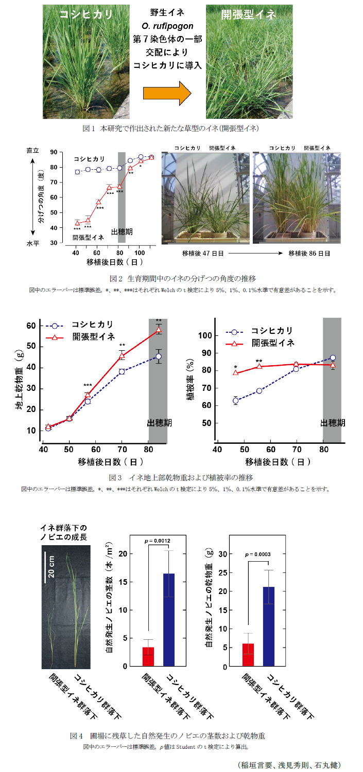 図1 本研究で作出された新たな草型のイネ(開張型イネ),図2 生育期間中のイネの分げつの角度の推移,図3 イネ地上部乾物重および植被率の推移,図4 圃場に残草した自然発生のノビエの茎数および乾物重