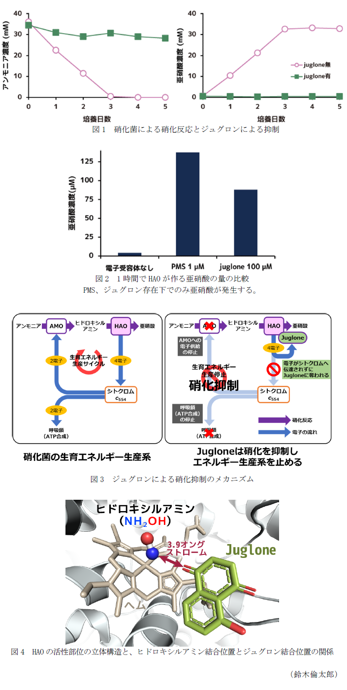 図1 硝化菌による硝化反応とジュグロンによる抑制,図2 1時間でHAOが作る亜硝酸の量の比較,図3 ジュグロンによる硝化抑制のメカニズム,図4 HAOの活性部位の立体構造と、ヒドロキシルアミン結合位置とジュグロン結合位置の関係