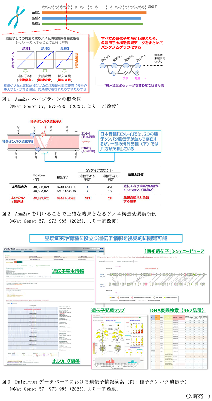 図1 Asm2svパイプラインの概念図,図2 Asm2svを用いることで正確な結果となるゲノム構造変異解析例,図3 Daizu-netデータベースにおける遺伝子情報検索