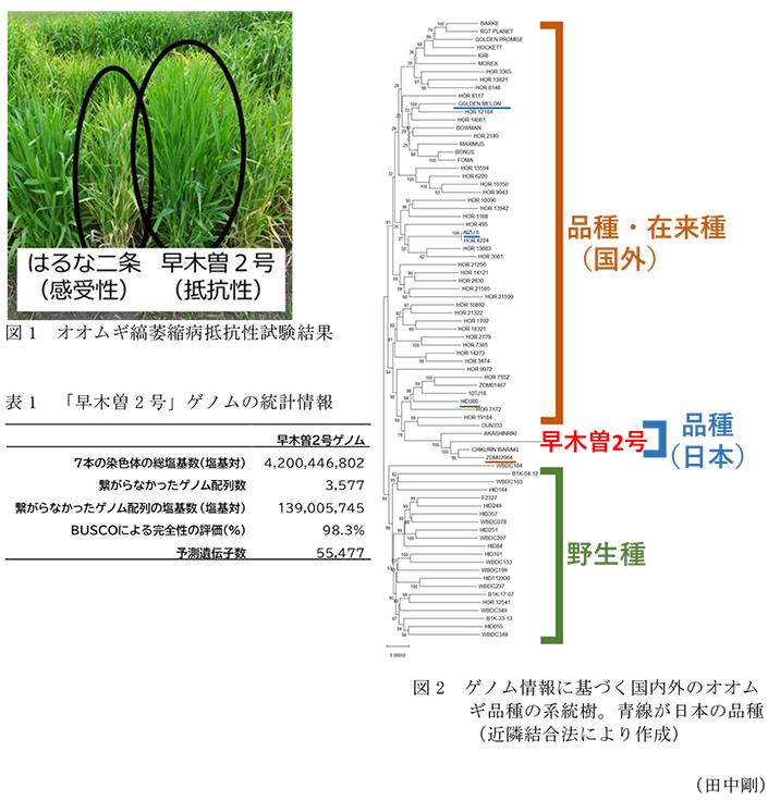 図1 オオムギ縞萎縮病抵抗性試験結果,表1 「早木曽2号」ゲノムの統計情報,図2 ゲノム情報に基づく国内外のオオムギ品種の系統樹