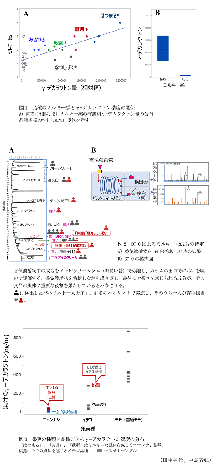 図1 品種のミルキー感とγ-デカラクトン濃度の関係,図2 GC-Oによるミルキーな成分の特定,図3 果実の種類と品種ごとのγ-デカラクトン濃度の分布