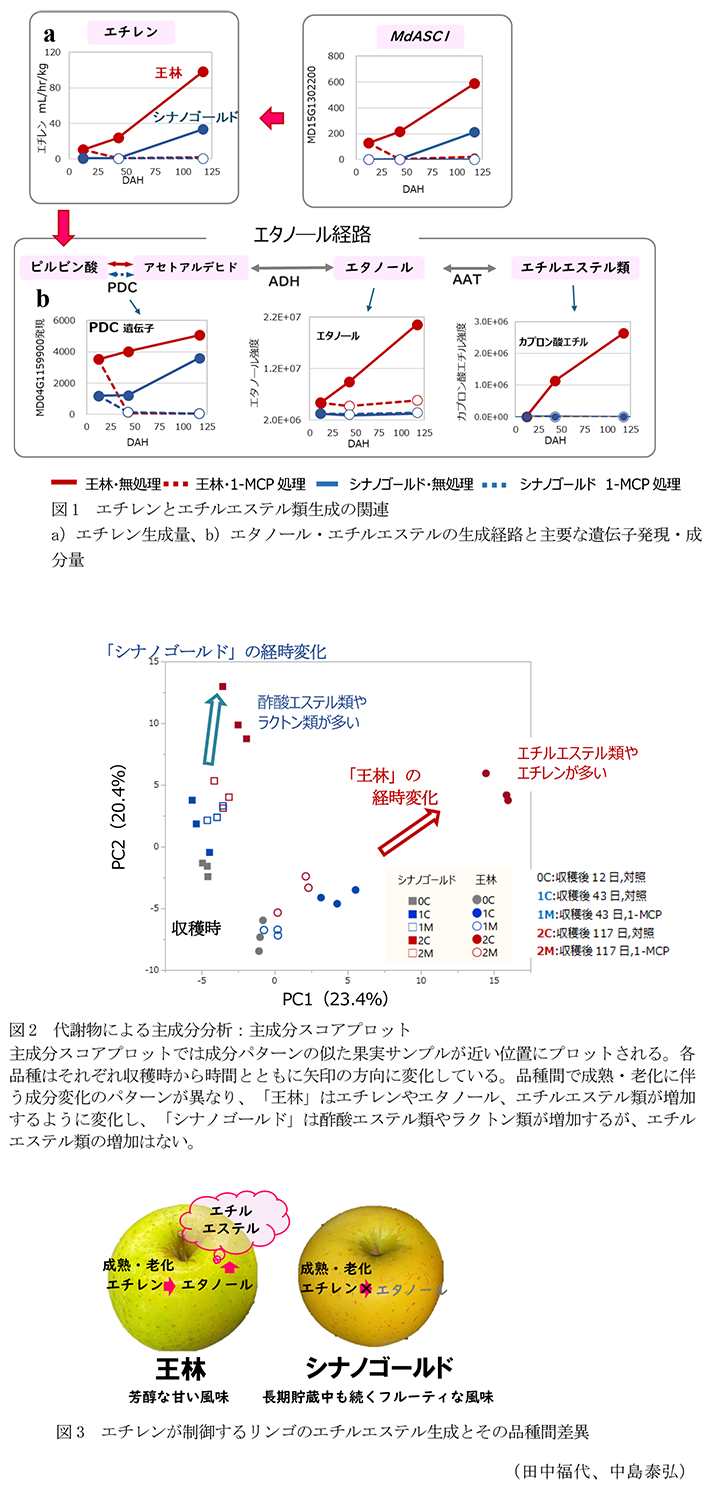 図1 エチレンとエチルエステル類生成の関連,図2 代謝物による主成分分析:主成分スコアプロット,図3 エチレンが制御するリンゴのエチルエステル生成とその品種間差異