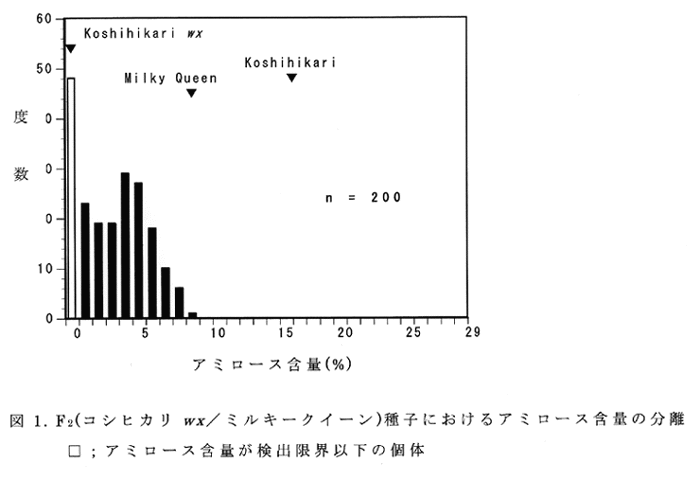 図1:F2(コシヒカリwx/ミルキークイーン)種子におけるアミロース含量の分離口;アミロース含量が検出限界以下の個体 