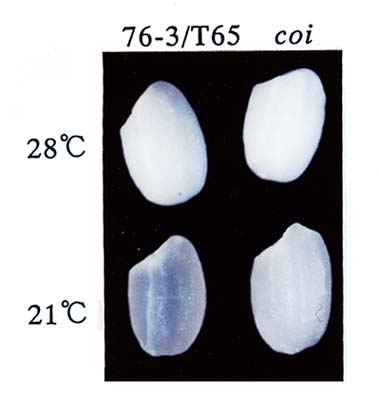 図2:登熟温度と胚乳の透明度の関係