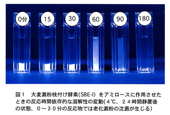 図1:大麦澱粉枝付け酵素(SEB-I)をアミロースに作用させたときの反応時間依存的な溶解性の変動(4℃、24時間静置後の状態、0-30分の反応物では老化澱粉の沈殿が生じる)