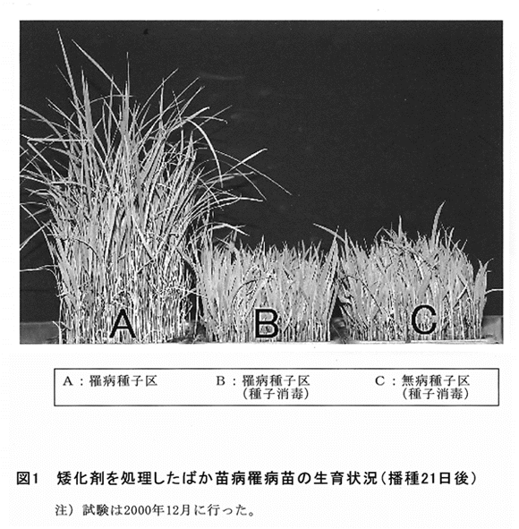 図1:矮化剤を処理したばか苗病罹病苗の生育状況(播種21日後)