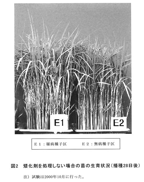 図2:矮化剤を処理しない場合の苗の生育状況(播種28日後)