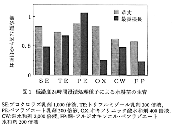 図1:低濃度24時間浸漬処理種子による水耕苗の生育