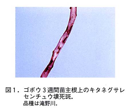 図1:ゴボウ3週間苗主根上のキタネグサレセンチュウ壊死斑(品種は滝野川)