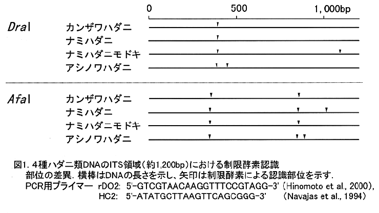 図1:4種ハダニ類のリボゾームDNAスペーサー領域(約1,200bp)における制限酵素認識部位の差異.横棒はDNAの長さを示し、矢印は制限酵素による認識部位を示す.PCR用プライマー:rDO25'-GTCGTAACAAGGTTTCCGTAGG-3'(Hinomoto et al., 2000)、HC25'-ATATGCTTAAGTTCAGCGGG-3'(Navajas et al., 1994)