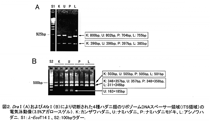 図2:DraI(A)およびAfaI(B)により切断された4種ハダニ類のリボゾームDNAスペーサー領域の電気泳動像(3.5%アガロースゲル).K:カンザワハダニ、U:ナミハダニ、P:ナミハダニモドキ、L:アシノワハダニ.S1:l-EcoT14I、S2:100bpラダー.