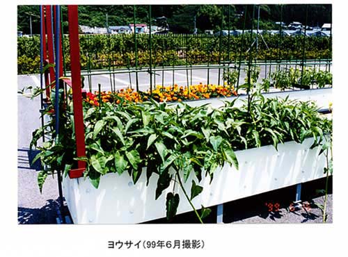 写真1:BGF水路に植栽したヨウサイ、ケナフ、パピルスなど有用植物の生育状況ヨウサイ(99年6月撮影)ケナフ、パピルス(2000年8月撮影)