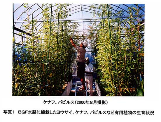 写真1:BGF水路に植栽したヨウサイ、ケナフ、パピルスなど有用植物の生育状況ヨウサイ(99年6月撮影)ケナフ、パピルス(2000年8月撮影)