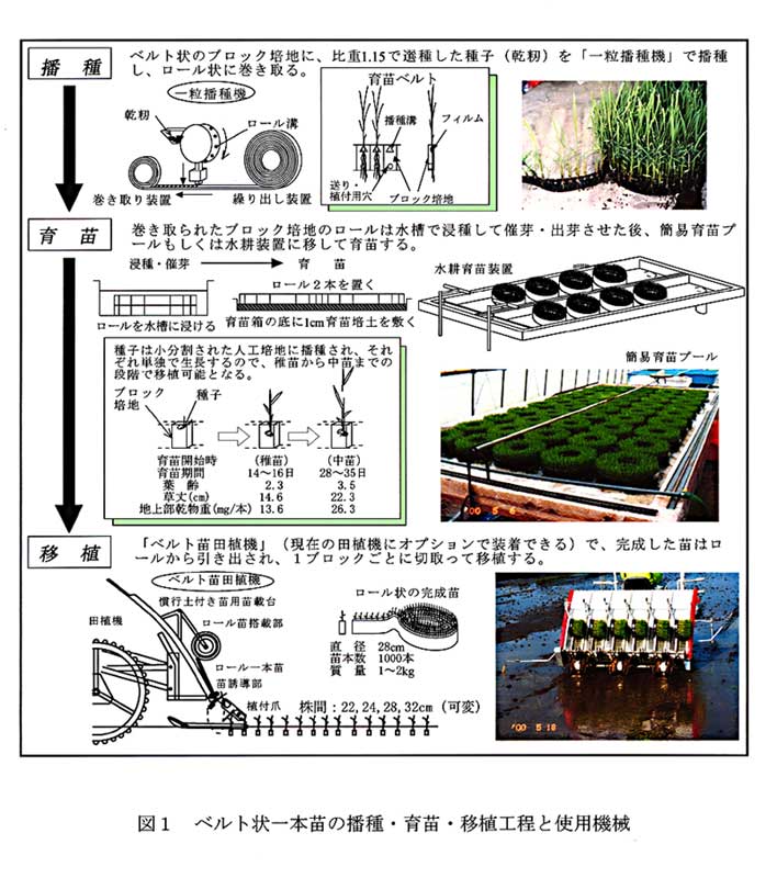 図1:ベルト状一本苗の播種・育苗・移植工程と使用機械