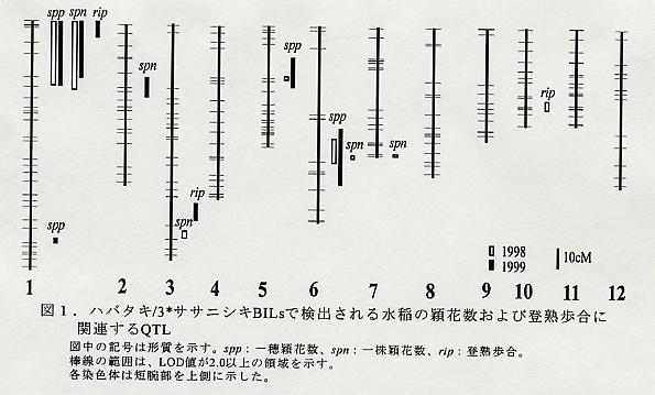 図1.ハバタキ/3ササニシキBILsで検出される水稲の穎花数および登熟歩合に関連するQTL