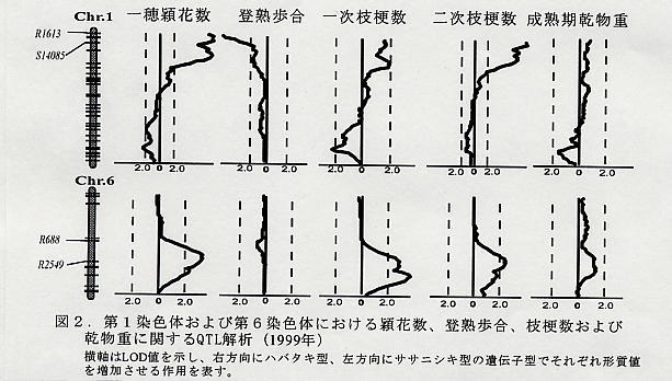 図2.第1染色体および大6染色体における穎花数、登熟歩合。枝梗数および乾物重に関するQTL解析(1999年)