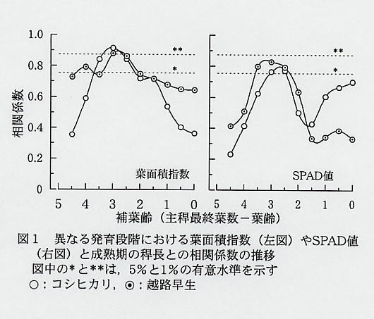図1.異なる発育段階における葉面積指数(左図)やSPAD値(右図)と成熟期の稈長との相関係数の推移
