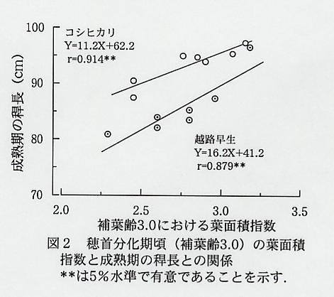図2.穂首分化期頃(補葉例3.0)の葉面席指数と成熟期の稈長との関係