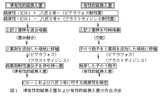 図1.準有性的組換え菌および有性的組換え菌の作出方法