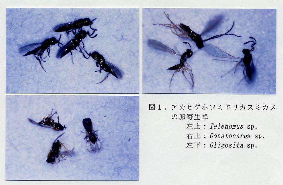 図1.アカヒゲホソミドリカスミカメの卵寄生蜂