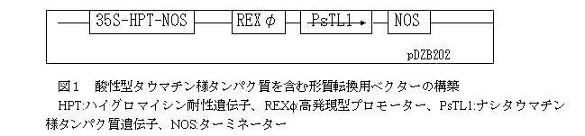 図1.酸性型タウマチン様タンパク質を含む形質転換用ベクターの構築