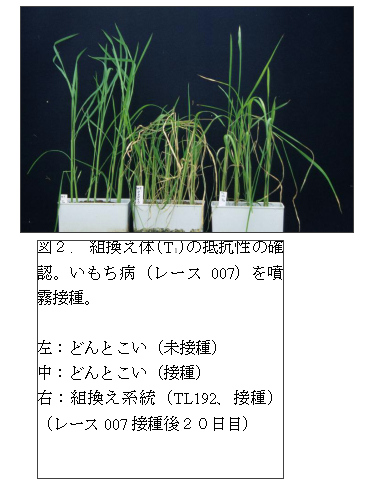 図2.組換え体(T1)の抵抗性の確認。いもち病(レース007)を噴霧接種。
