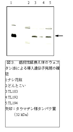 図3.抵抗性組換え体のウェスタン法による導入遺伝子発現の確認