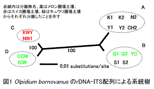 図1.Olpidium bornovanusのrDNA-ITS配列による系統樹