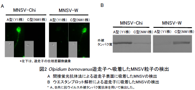 図2.Olpidium bornovanus遊走子へ吸着したMNSV粒子の検出