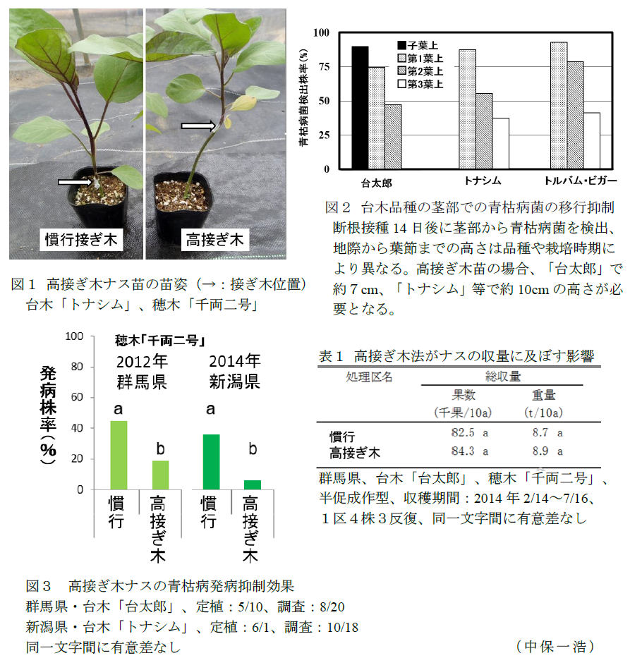 高接ぎ木法によるナス青枯病の抑制効果 農研機構