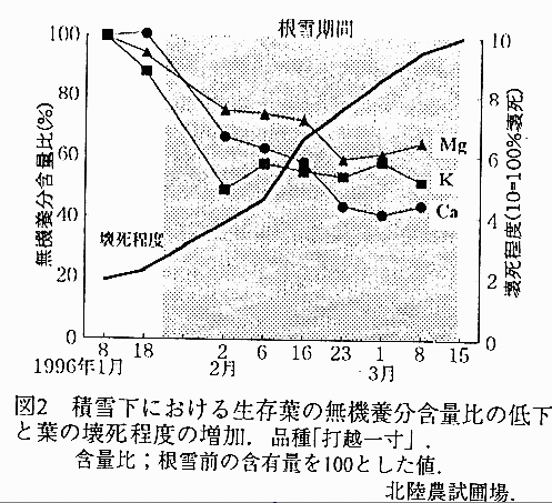 図2.積雪下における生存葉の無機養分含量比の低下と葉の懐死程度の増加.
