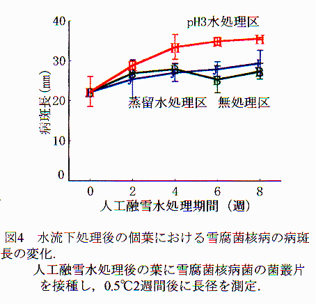図4.水流下処理後の個葉における雪腐菌核病の病斑長の変化。