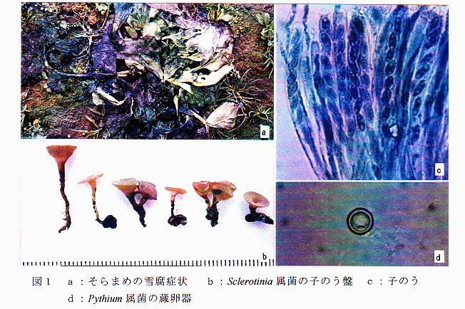 図1.a:そらまめの雪腐症状、b:Sclerotinia属菌の子のう盤、c:子のう、d:Pythium属菌の蔵卵器
